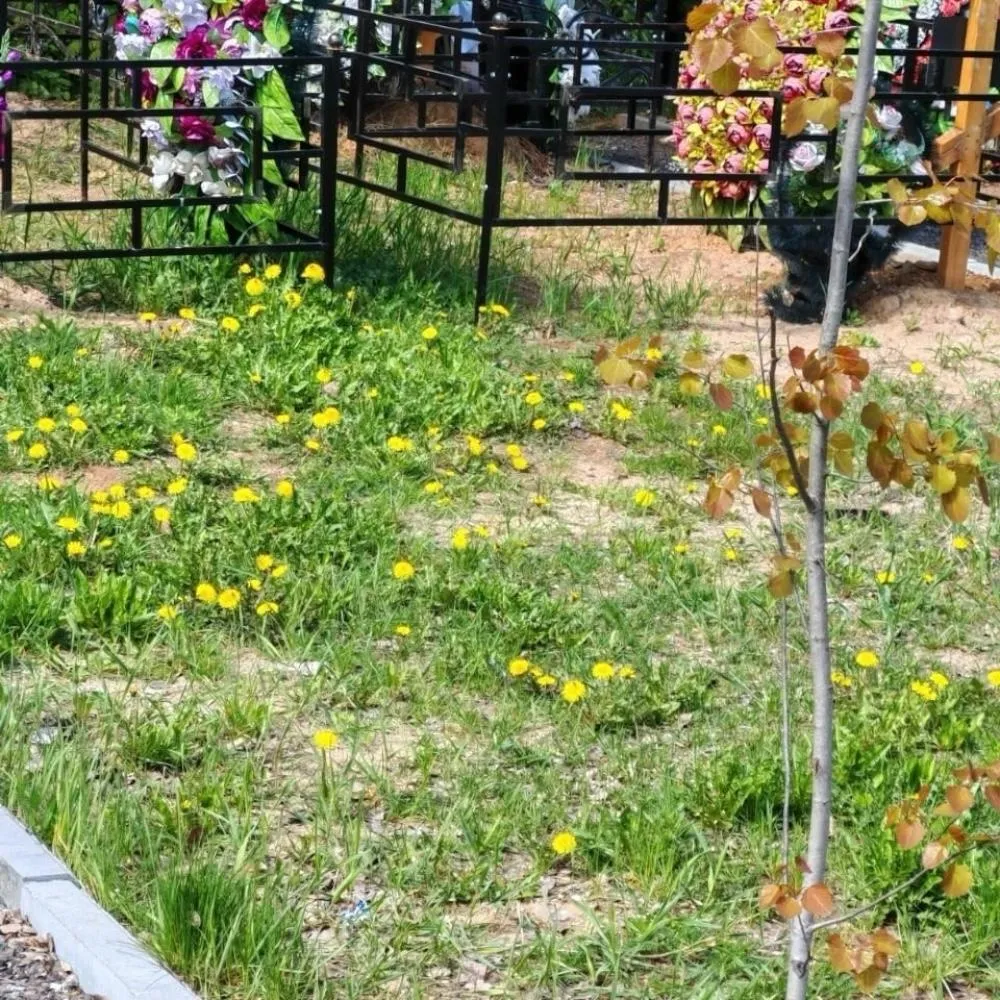 Фенинское кладбище, комплекс услуг, копка могил, ритуальные услуги, захоронение, ритуальная помощь, организация похорон.