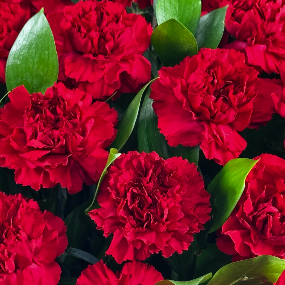 траурная корзина, красная гвоздика, цветы на похороны, траурные цветы, возложения цветов, похоронный венок, букет из гвоздик